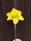 Narcis 1ks
