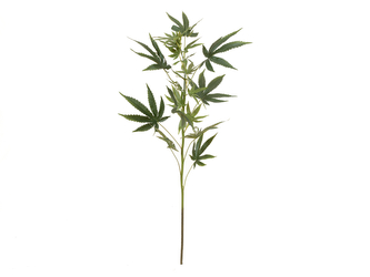 Konopí, větvička, 90 cm