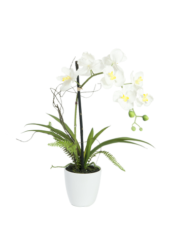 Orchidej bílá v dekoračním květináči, 62 cm