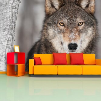 Tapeta Vlk 2: 208x125 cm