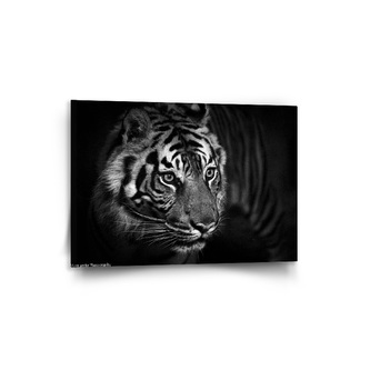 Obraz Černobílý tygr: 90x60 cm