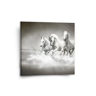 Obraz Bílí koně: 50x50 cm