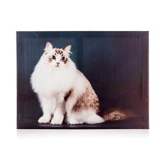 HOME DECOR Obraz CAT 40 x 30 x 2 cm