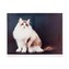 HOME DECOR Obraz CAT 40 x 30 x 2 cm