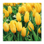 Obrúsky PAW L 33x33cm Tulips Field