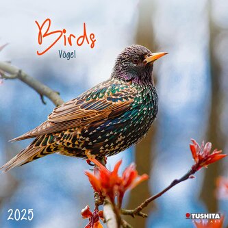 Birds 2025