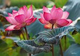 CHERRY PAZZI Puzzle Růžové květy lotusu 500 dílků