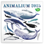 Kalendář 2025 poznámkový: Animalium, 30 × 30 cm