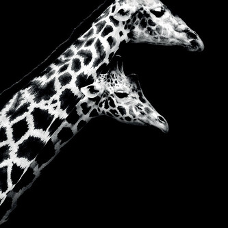 Obraz na plátně Nicolas Evariste - In Love II, 2 - 60×60 cm