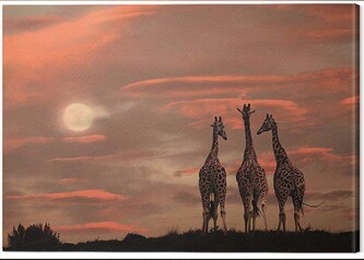 Obraz na plátně Marina Cano - Moonrise Giraffes, 2 - 80×60 cm