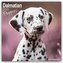Dalmatian Puppies - Dalmatiner Welpen 2025 - 16-Monatskalender