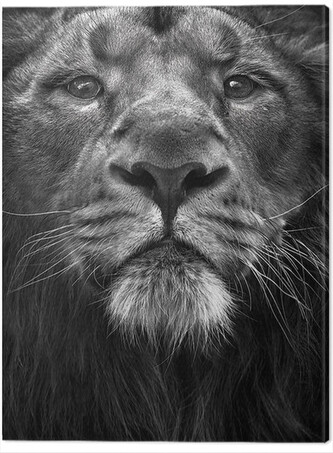 Obraz na plátně Marina Cano - The King, 2 - 30×40 cm