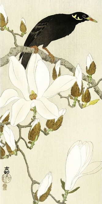 Umělecký tisk Myna On Magnolia Branch, Ohara Koson, 20 × 40 cm