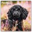 Poodle - Pudel 2025- 16-Monatskalender