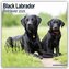 Black Labrador Retriever - Schwarzer Labrador 2025 - 16-Monatskalender