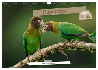 Papageien (Wandkalender 2025 DIN A3 quer), CALVENDO Monatskalender