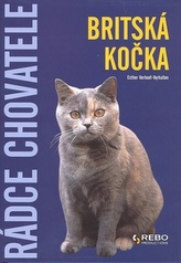 Britská kočka