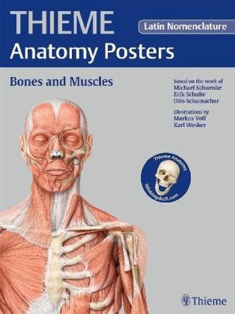 Thieme Anatomy Poster, Latin Nomenclature, Bones and Muscles