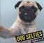 Dog Selfies