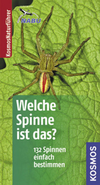 Welche Spinne ist das?