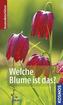 Welche Blume ist das?