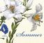 Sommer