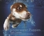 Underwater Puppies. Welpen unter Wasser, deutsche Ausgabe