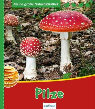 Pilze