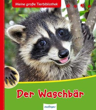 Der Waschbär