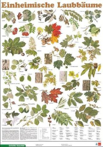 Einheimische Laubbäume
