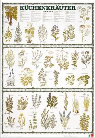 Küchenkräuter von A bis Z