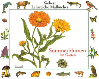 Sommerblumen im Garten