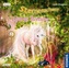 Sternenschweif - Lauras Rettung, 1 Audio-CD
