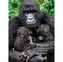 Wildlife Photographer of the Year Pocket Diary 2017