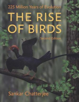 The Rise of Birds