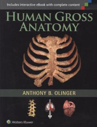 Human Gross Anatomy