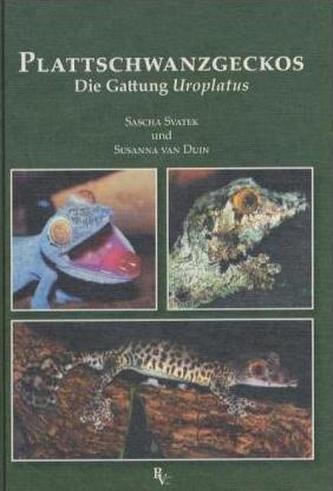 Plattschwanzgeckos