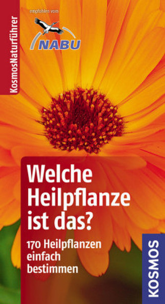 Welche Heilpflanze ist das?