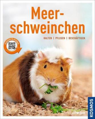 Meerschweinchen