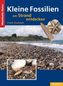 Kleine Fossilien am Strand entdecken