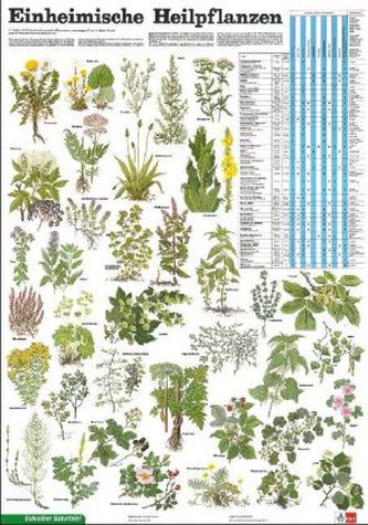 Einheimische Heilpflanzen