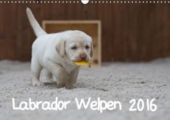 Labrador Welpen (Wandkalender 2016 DIN A3 quer)