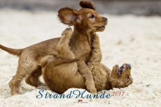 Strandhunde 2017
