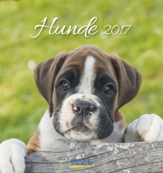 Hunde 2017