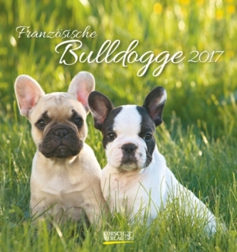 Französische Bulldogge 2017