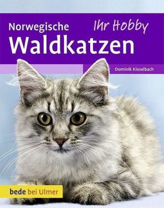 Norwegische Waldkatzen Norwegische Waldkatzen