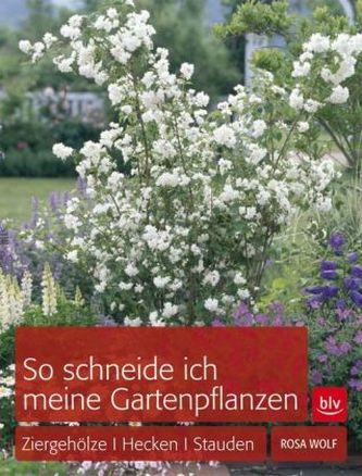 So schneide ich meine Gartenpflanzen?