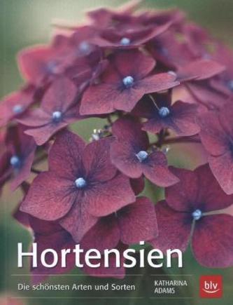 Hortensien