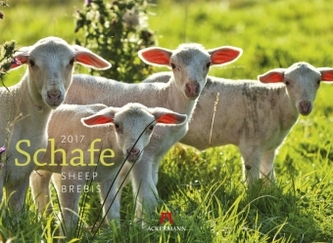 Schafe 2017