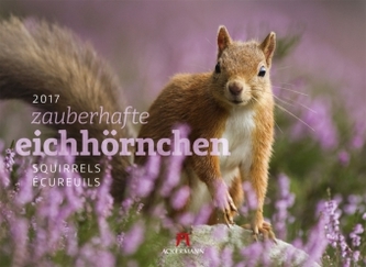 Zauberhafte Eichhörnchen 2017